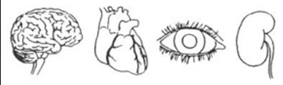 Figure 7 (Minoxidil 07)