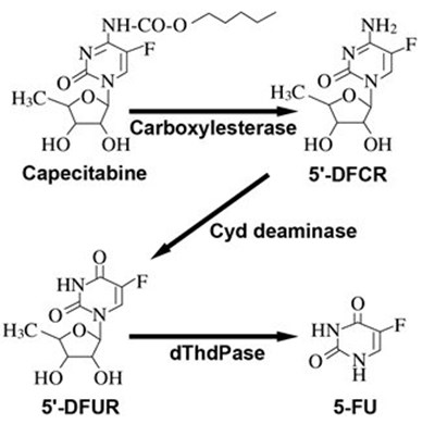 Metabolic Pathway of Capecitabine to 5-FU - image 07