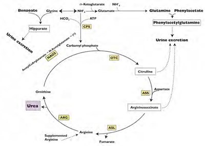 401ee470-a7ff-4147-825a-7ef50cc4049f-02.jpg moa-figure-02 - 401ee470 a7ff 4147 825a 7ef50cc4049f 02