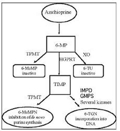 Structure Formula For Azathioprine02 (Aza(menu) Figure 02)