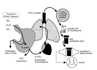 pytest-01.jpg Figure 1: Principle of Breath Test - pytest 01