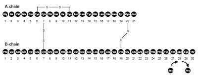Fig. 1 (Structural Formula of Insulin Aspart)