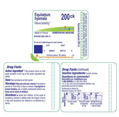 Equisetum_hyemale_200ck-label.jpg label - Equisetum hyemale 200ck label