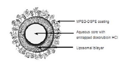 Representation of a STEALTH liposome - image 04