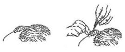 Image Description (Cetra 4)
