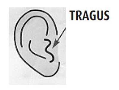 7556cd96-134e-4aaa-bf2d-7b6f9c8133c9-06.jpg tragus.jpg - 7556cd96 134e 4aaa bf2d 7b6f9c8133c9 06