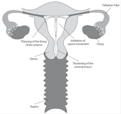 Pregnancy Chart (Image 17)