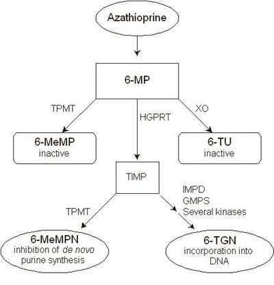Figure 1 (Azathioprine Tablets Usp 2)