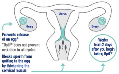 Female-outline (Image 03)