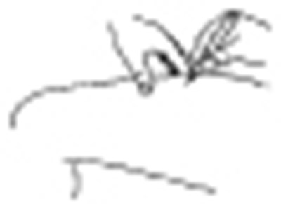 Figure 24 - ribavirin 24