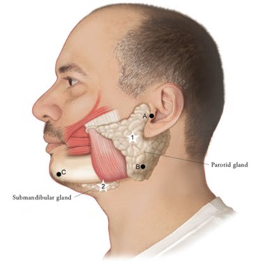 xeomin-01.jpg Figure 1 - xeomin 01