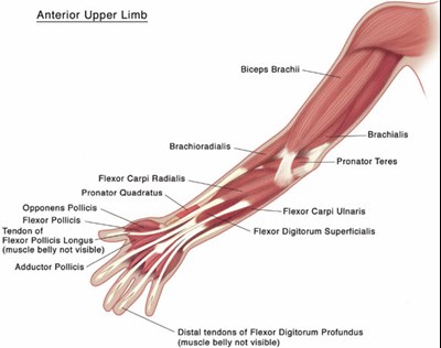 xeomin-04.jpg Figure 4 - xeomin 04