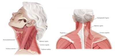 xeomin-05.jpg Figure 5 - xeomin 05