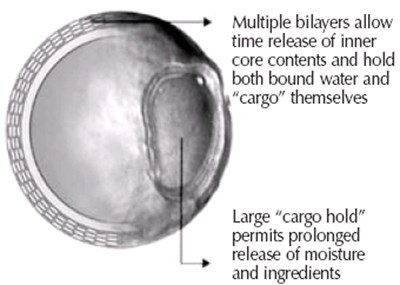 43c8f760-7c5c-407c-91ce-674bd13b4ecd-01.jpg Microvesicle Image - 43c8f760 7c5c 407c 91ce 674bd13b4ecd 01
