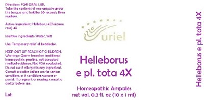 Helleborusepltota4ampules