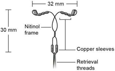 Figure C (Miudella 16)
