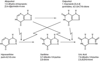 allopurinol-2.jpg This an image demonstrating that allopurinol is a structural analogue of the natural purine base of hypoxanthine. - allopurinol 2