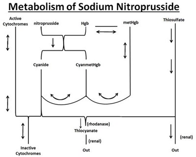 spl-image2-metabolism-flow.jpg image description - spl image2 metabolism flow