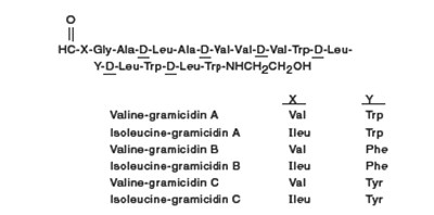Gramicidin Chemical Structure (65edc059 0806 4625 B583 0e36f04cf085 04)