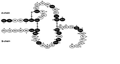 Structural Formula Novolin R (Image 01)