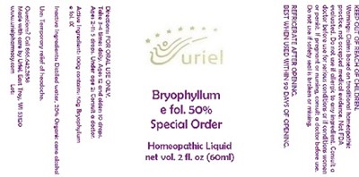 Bryophyllumefol50soliquid (Bryophyllumefol50soliquid)