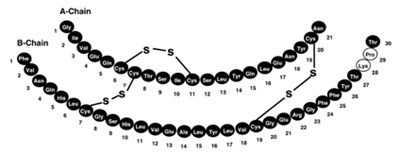 Primary Structure (Humalog Structure V1)