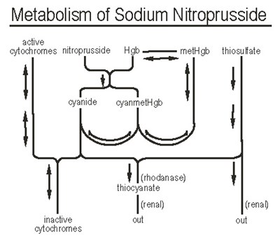 metabolism of sodium nitroprusside - image 02