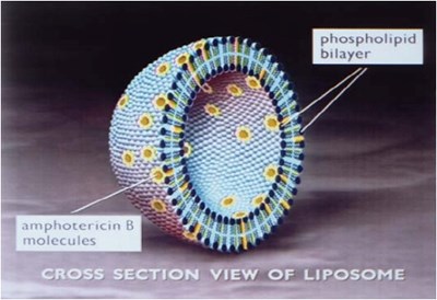 amphotericin-fig1.jpg Cross Section of Liposome - amphotericin fig1