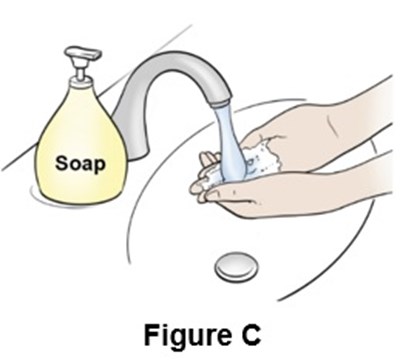 Figure C (Egr00 0001 10)