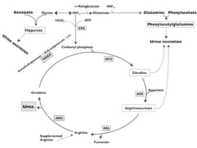 ammonul-02.jpg Figure 2 - ammonul 02