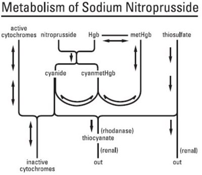 Metabolism (Metabolism)