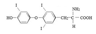 T3-structure.jpg T3-structure - T3 structure