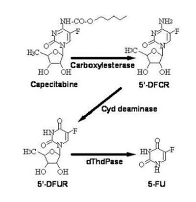 metabolic-pathway - metabolic pathway