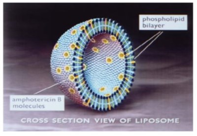 Schematic Depiction Of The Liposome (Image 01)
