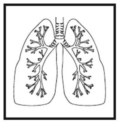 Image 5 (Cromolynsodium Image5)