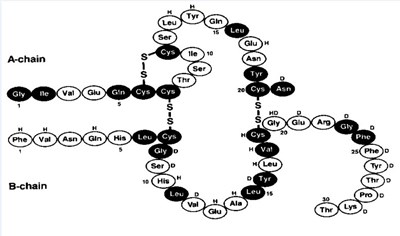 Structural Formula Insulin Human - image 01