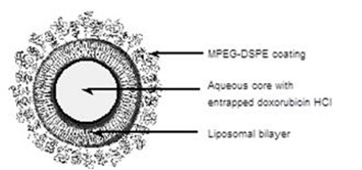 pegylated liposome - 1a930cb7 5363 4229 9f39 53edc07a43d6 04