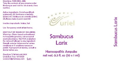 Sambucuslarixampules