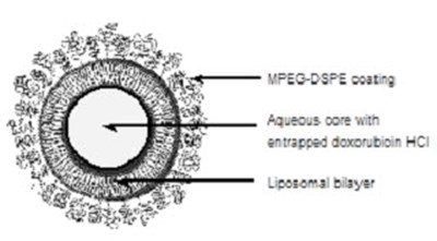 Stealth Liposome Representation (Image 04)