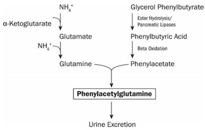 Glycerolphenylbutyratefigure1 (Glycerolphenylbutyratefigure1)