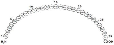 Sequence (Glucagon Sequence)