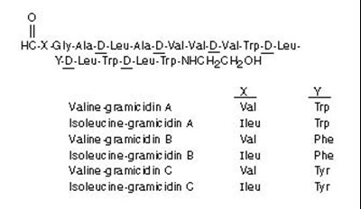 Gramicidin (structural Formula) (22ce5586 13cd 4b6b Abbd 17f6429ac062 03)