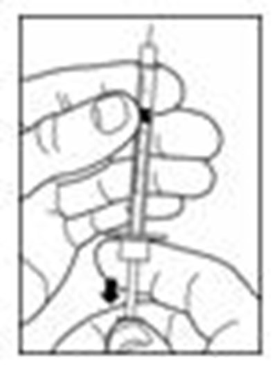 Figure (Apidra 11)