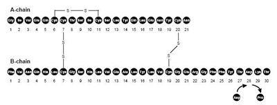 Molecular Chain Of Insulin Aspart. (Image 01)