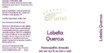 LobeliaQuercusAmpules.jpg LobeliaQuercusAmpules