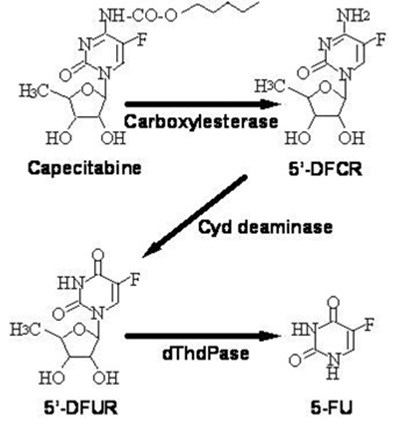 Metabolic Pathway (Meta Pathway)
