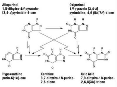 allopurinol-02.jpg figure - allopurinol 02