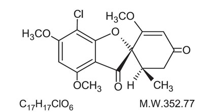 Structure.jpg (Export 00)