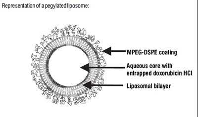 Spl-doxorubicin-figure (Spl Doxorubicin Figure)